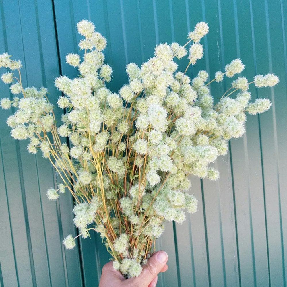 Organic Portuguese Thyme known as Green salt (Tomilho Bela Luz)