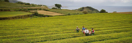 Le thé portugais des Açores : Découvrez un thé unique.