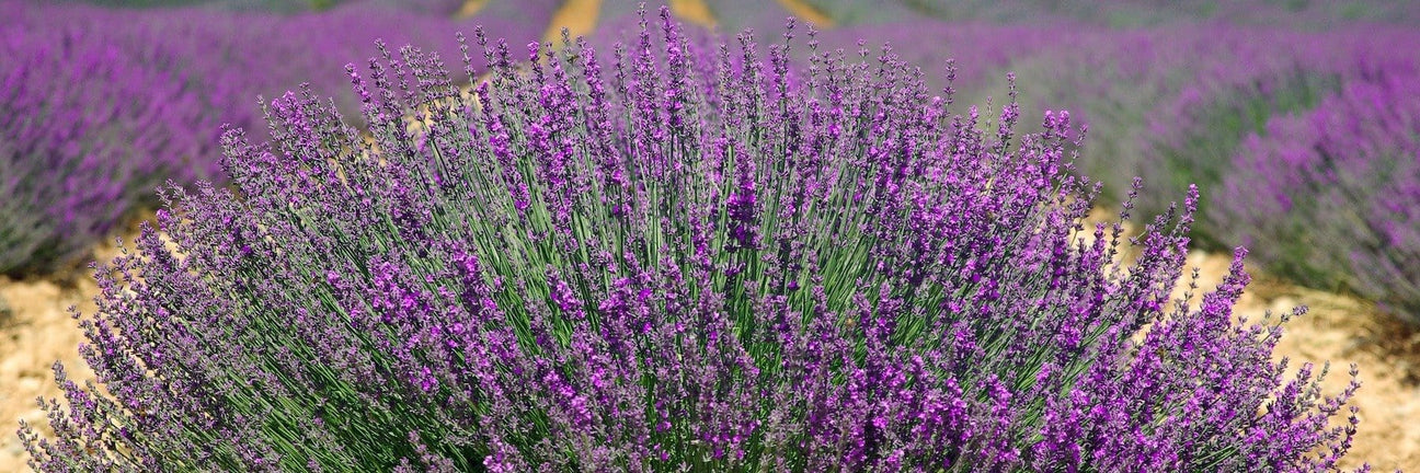 Parfums d'intérieur