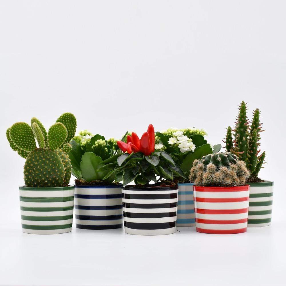 Ensemble de 3 pots à mini cactus Verts Ensemble de 3 pots "Costa nova" - Vert