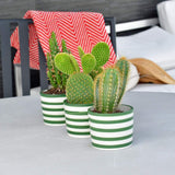 Ensemble de 3 pots à mini cactus Verts Ensemble de 3 pots "Costa nova" - Vert