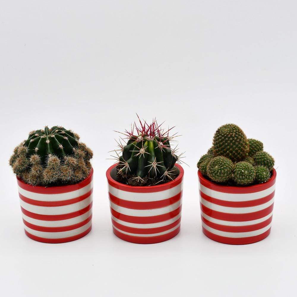 Ensemble de 3 pots "Costa nova" - Rouge