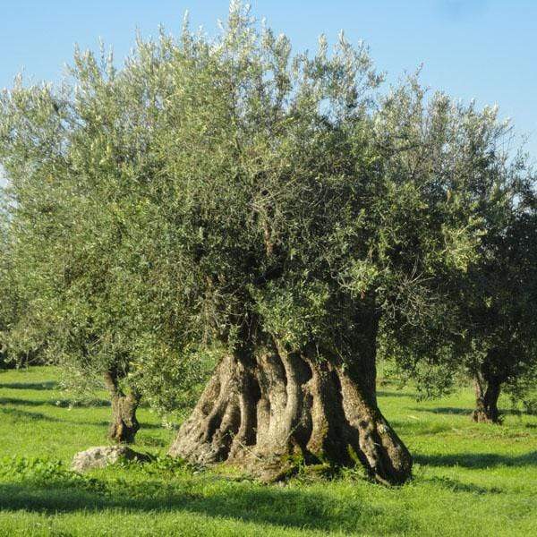 Amor é Cego I Extra virgin olive oil