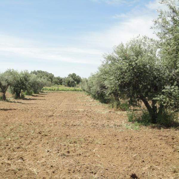 Amor é Cego I Extra virgin olive oil