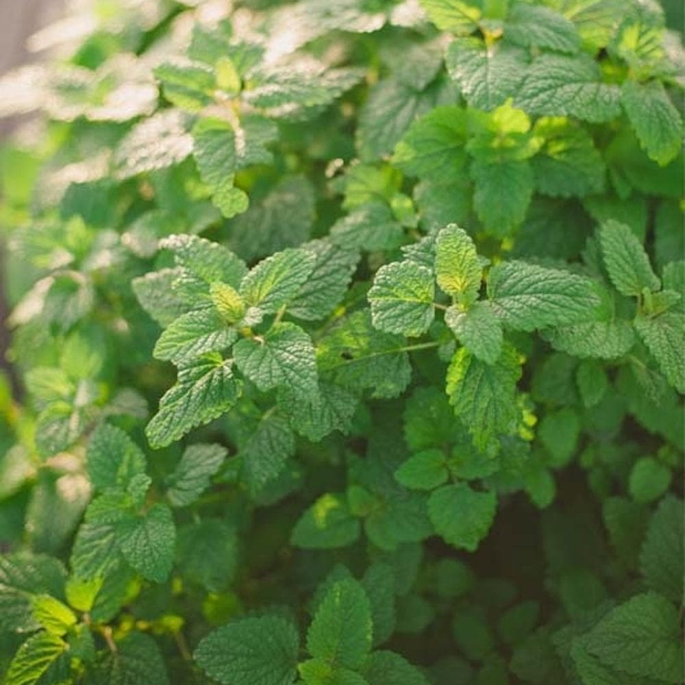 Organic lemon balm (Cidreira) - Tube