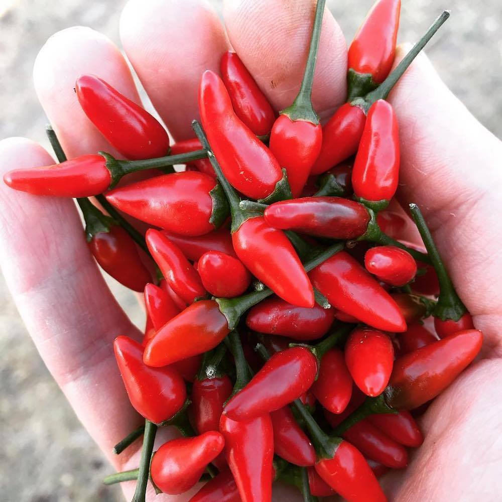 Sauce Piri-Piri Portugais - Fort