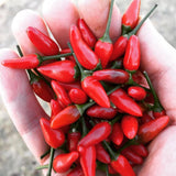 Sauce Piri-Piri Portugais - Fort