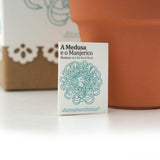 Medusa e o Manjerico I Earthenware plant