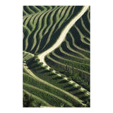 Vineyards I Signed photo print