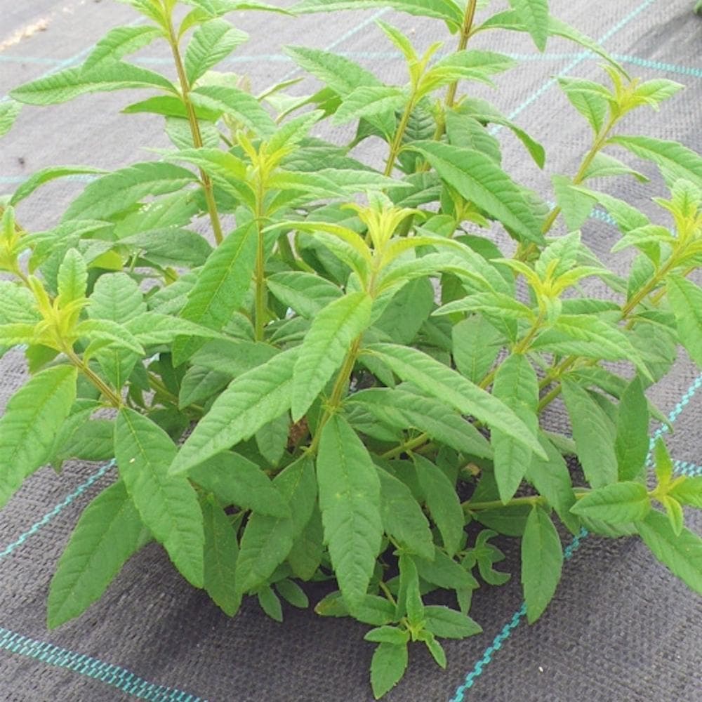Organic Lemon verbena  (Lúcia Lima)