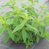 Organic lemon verbena (Lúcia-Lima) I Bags