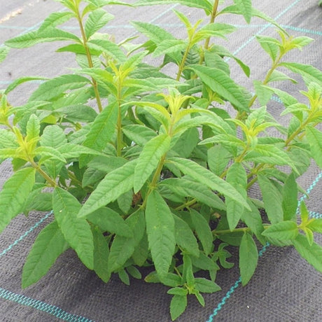 Organic lemon verbena (Lúcia-Lima) I Bags